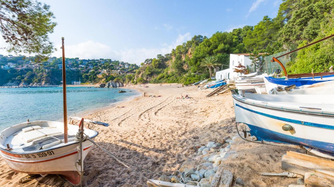 Crisantemo Lloret de Mar